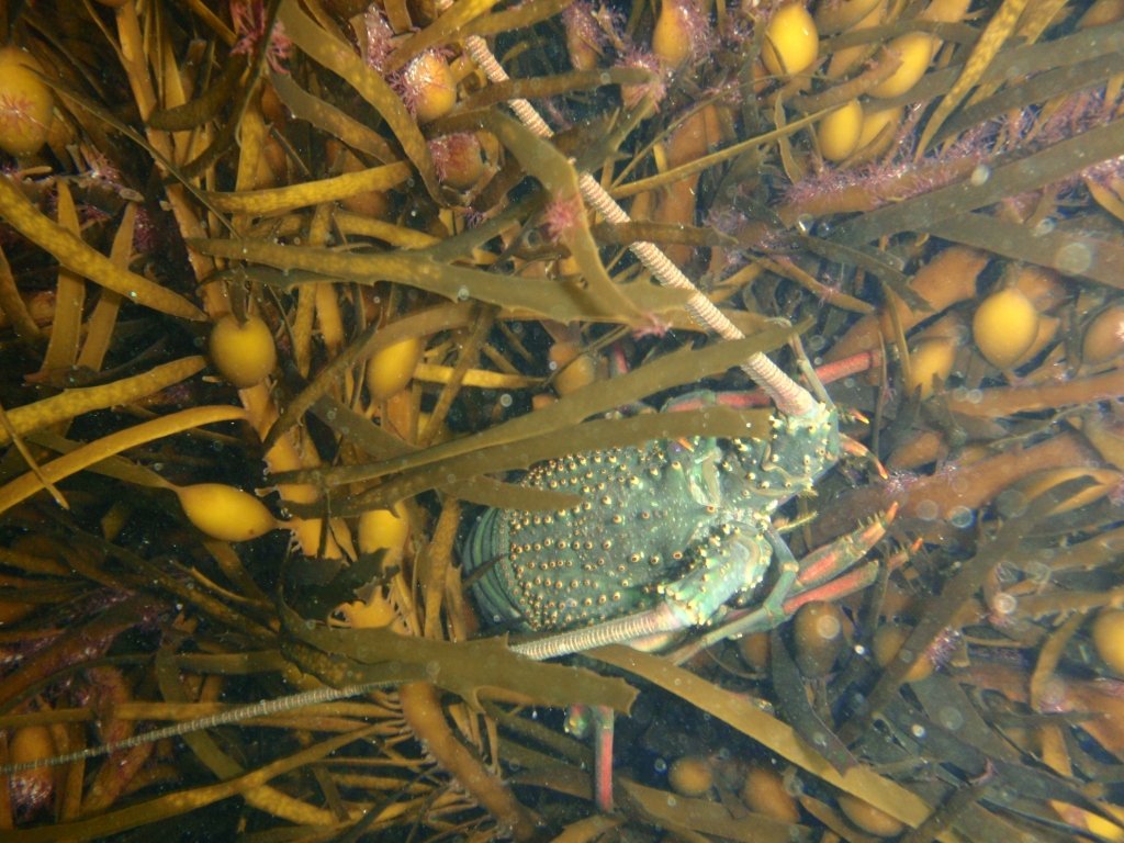 crayfish in natural habitat.JPG