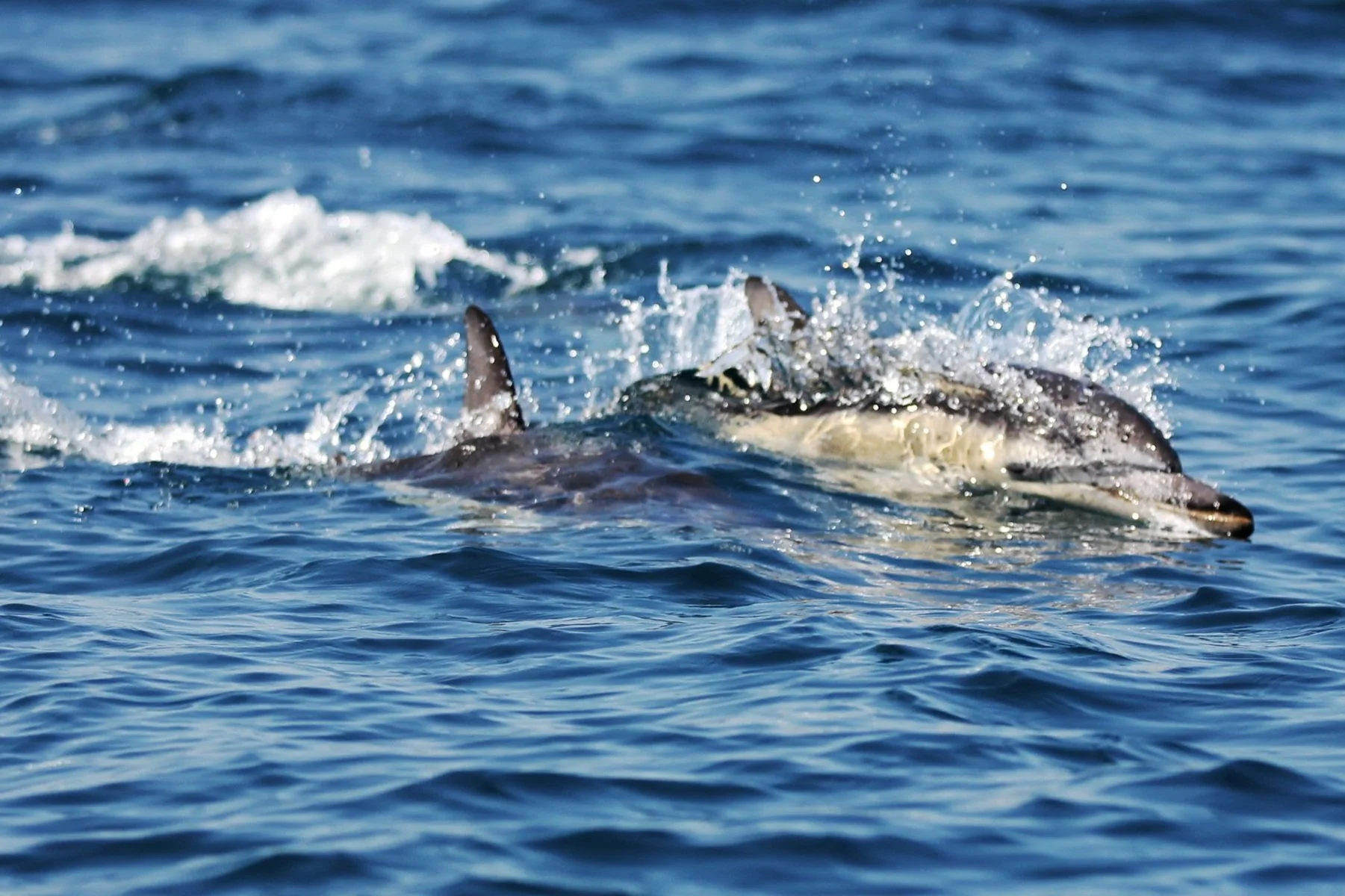 Dolphin+close+up.jpg