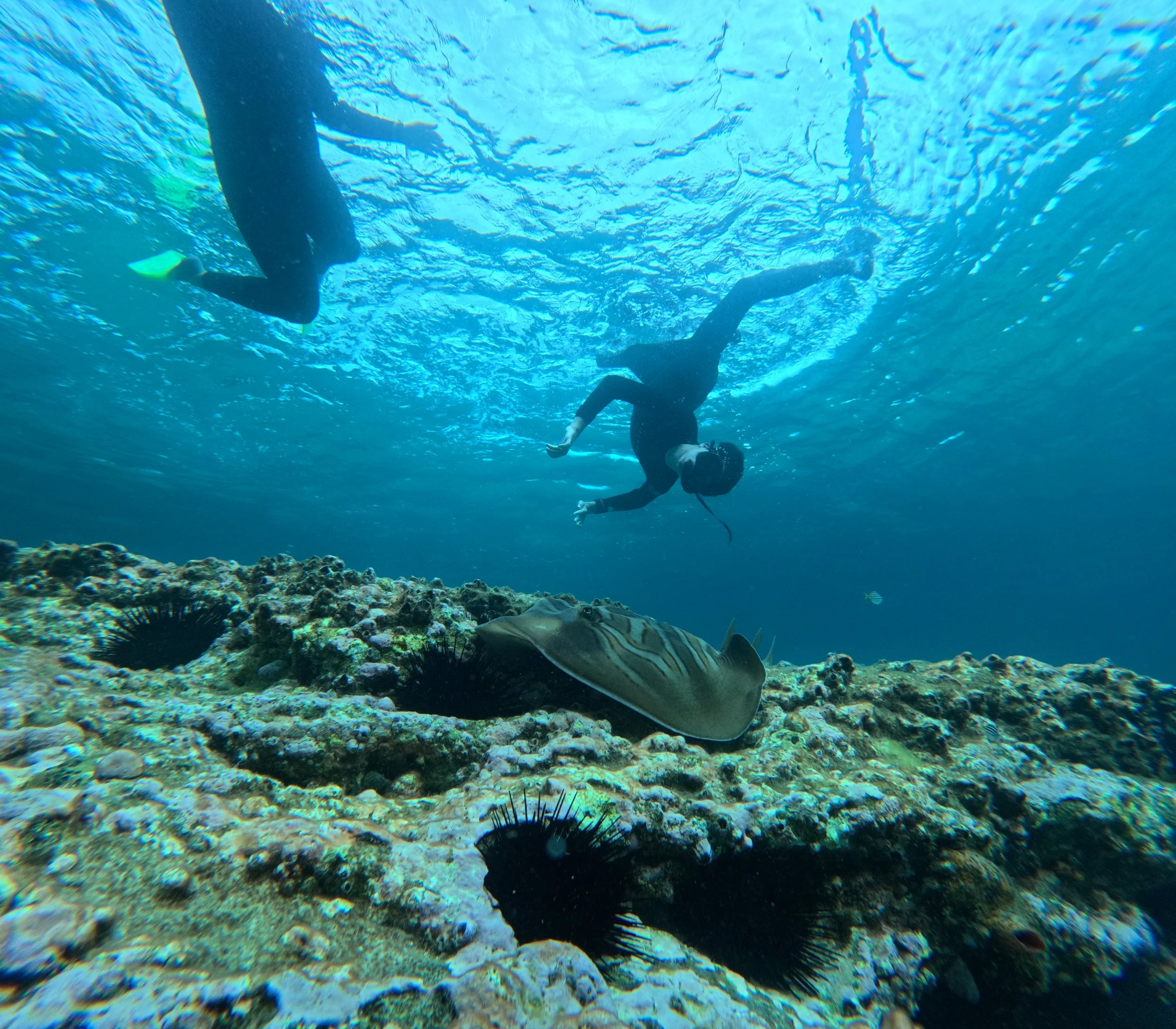 Snorkelling Jervis Bay