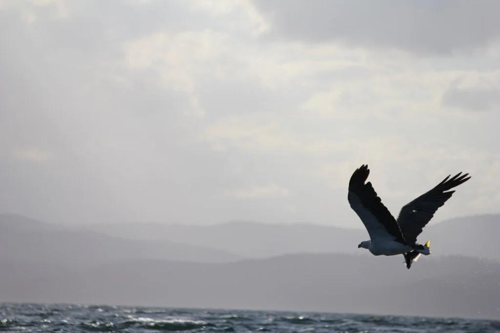 Sea Eagle.JPG