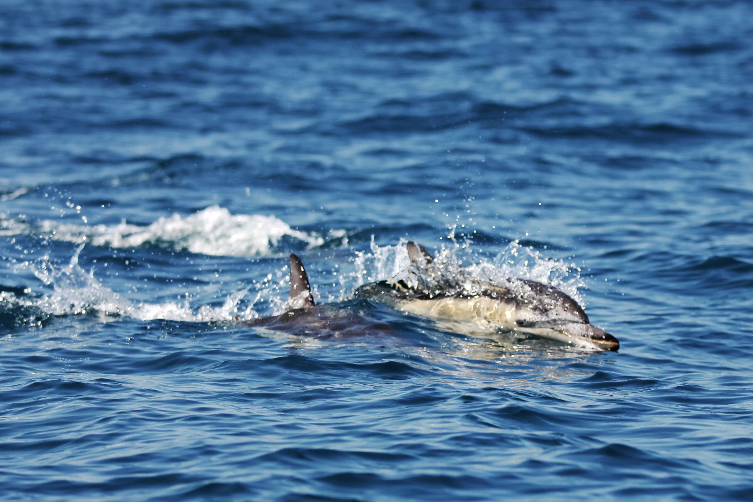 Private boat tour Jervis Bay
