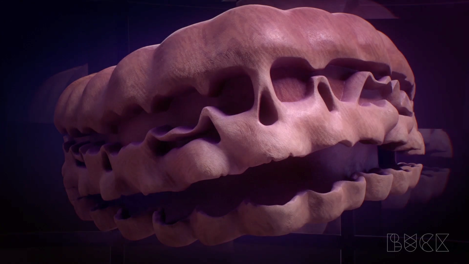  Skull flurry models  Male head model  Female head model 