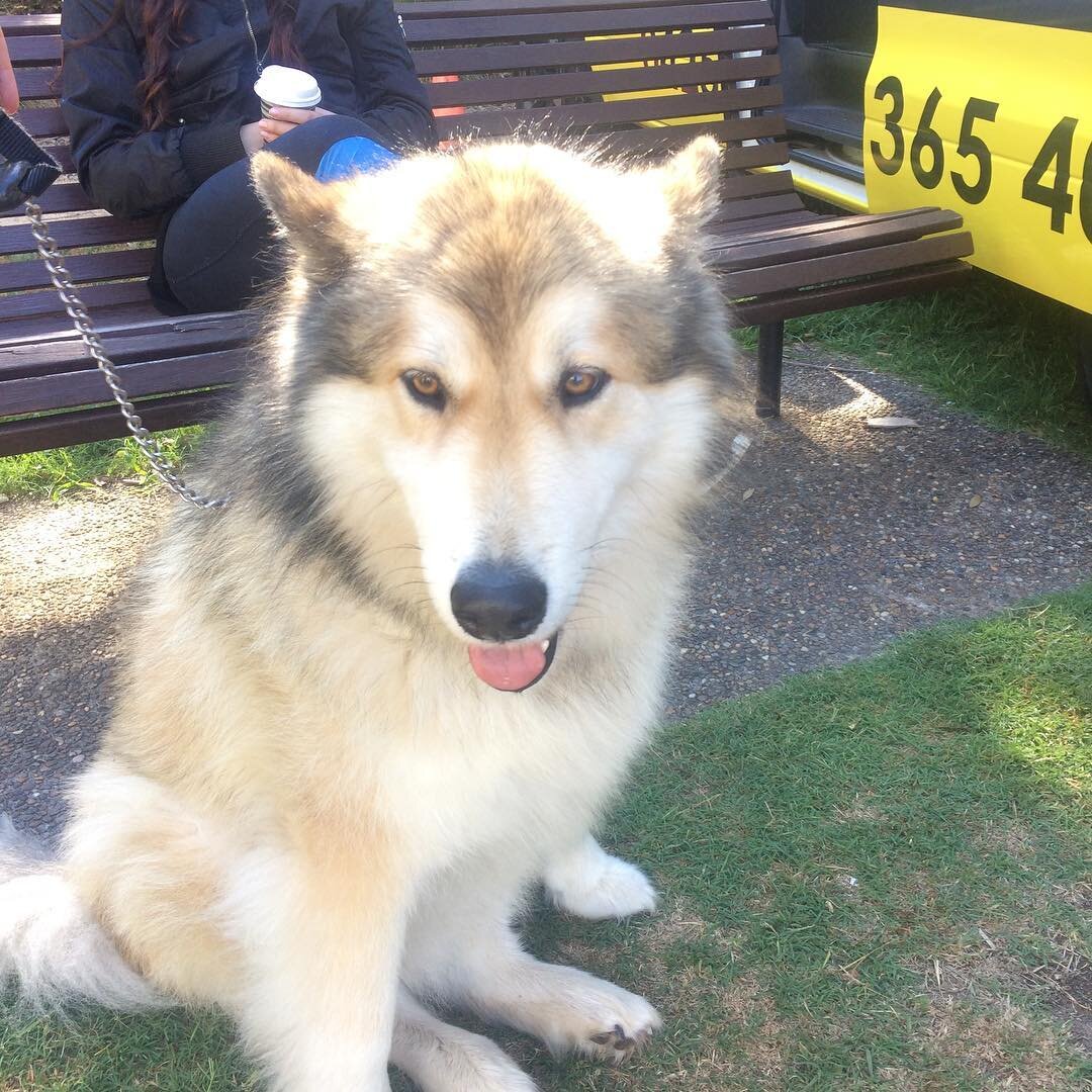 Hi Sampson 🤗#marketdogs #avaloncarbootsale