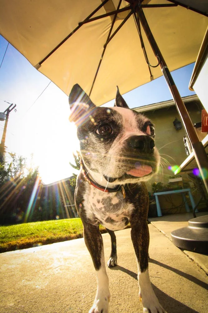 Change my (818) area code to Colgate?