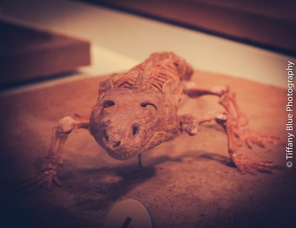 untitled (43 of 73).jpg