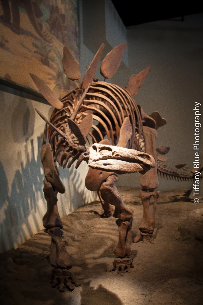 untitled (47 of 73).jpg