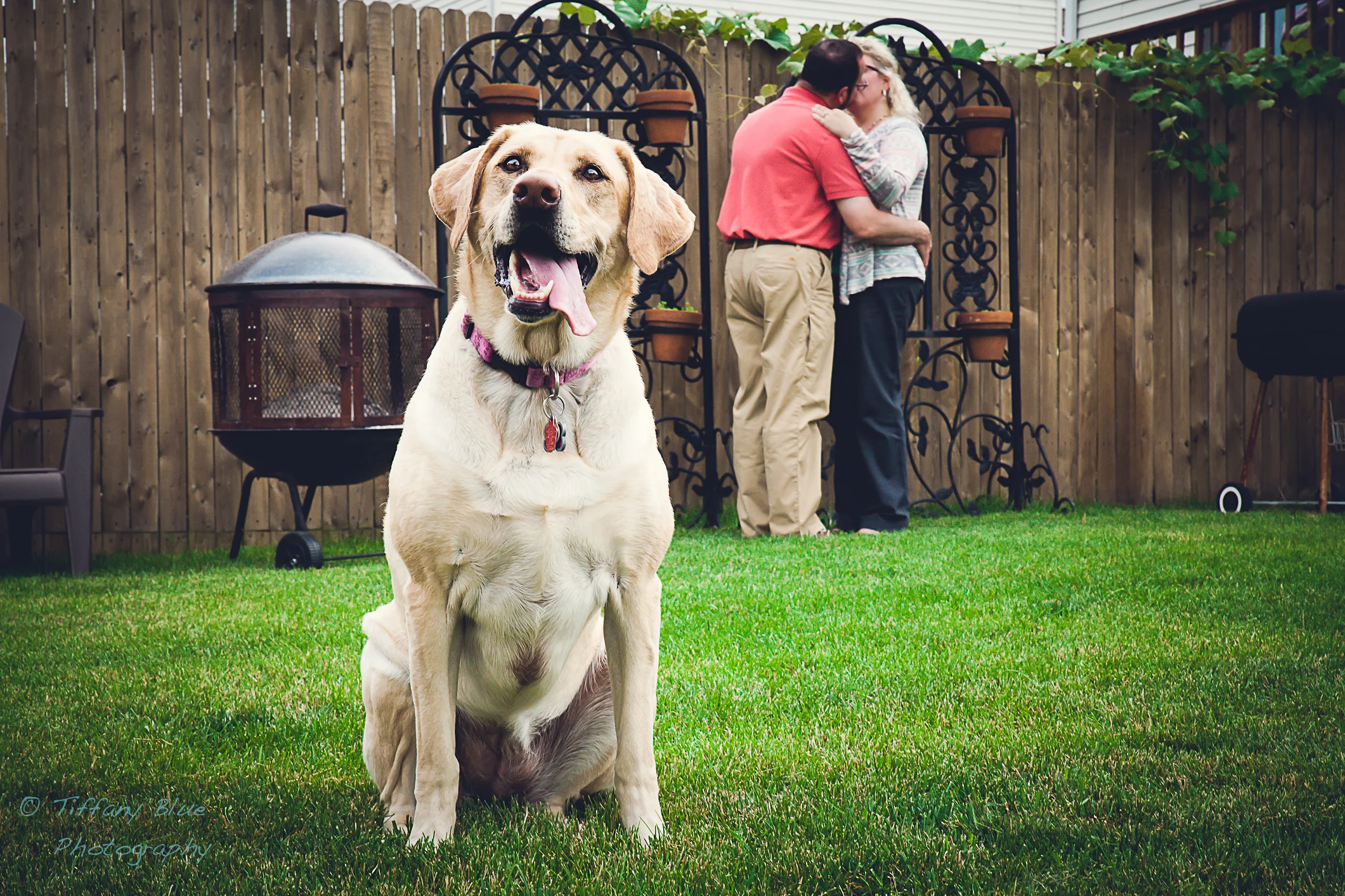 Meet Mellissa, Joe & Mona.  Engagements and Puppy Love.