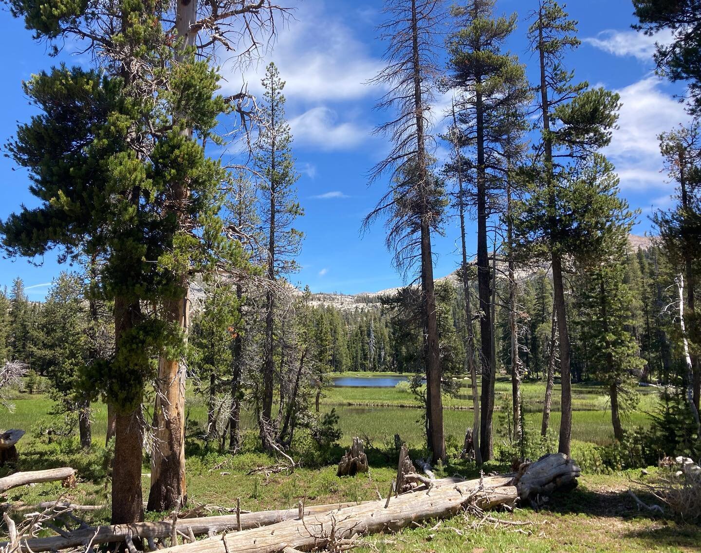 Forest medicine 🌞💚🌲

I&rsquo;ll be here for a week down regulating my nervous system, soaking up some vitamin D, and digitally detoxing. I&rsquo;ll say hi to the frogs for you! 🐸