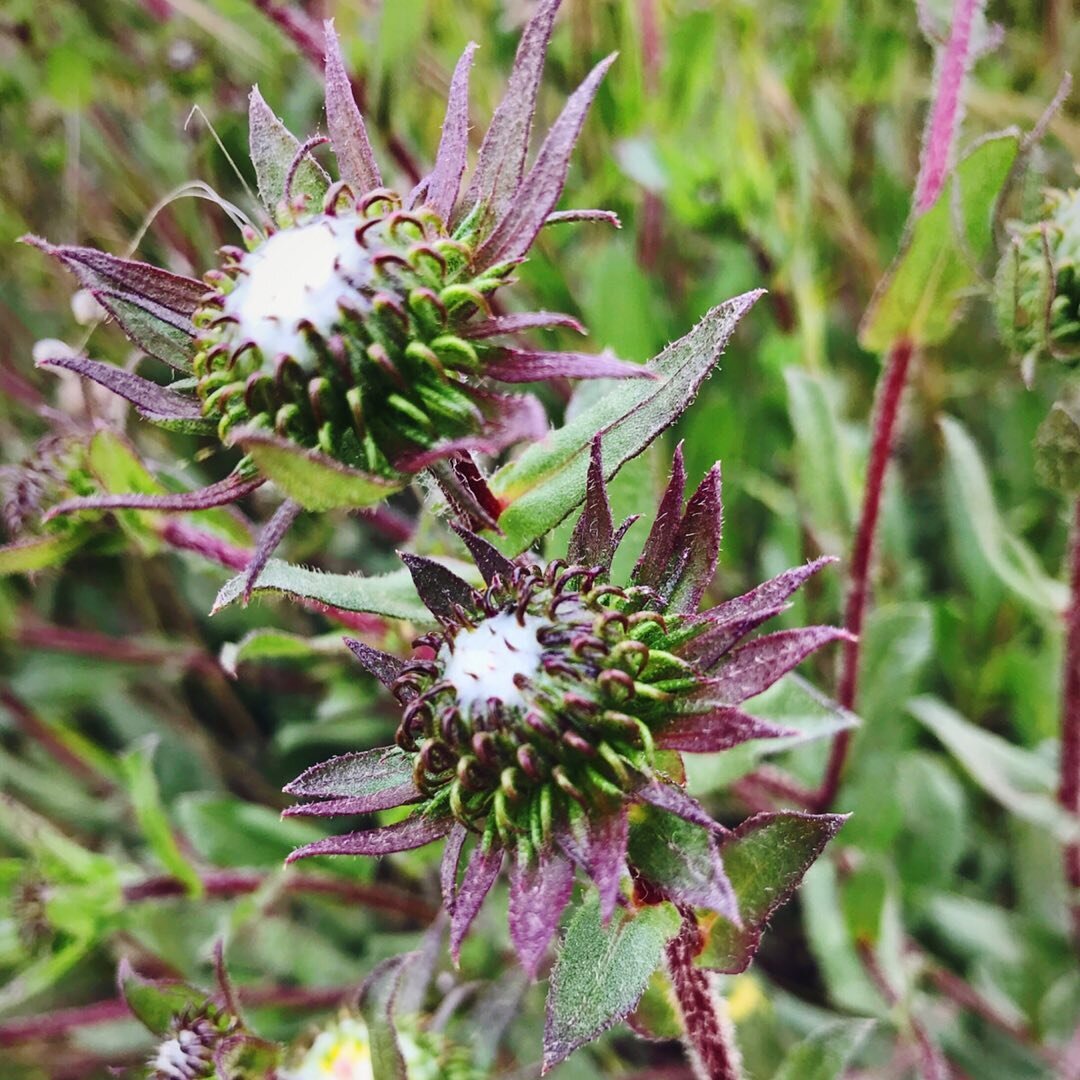 It's that time of year when the curly cup gets gummy! What's that you say? You haven't heard that phrase before? Meet the lovely Grindelia. No, it isn't one of the evil stepsister's names from Cinderella, although it sure sounds like it to me! 😉

Th