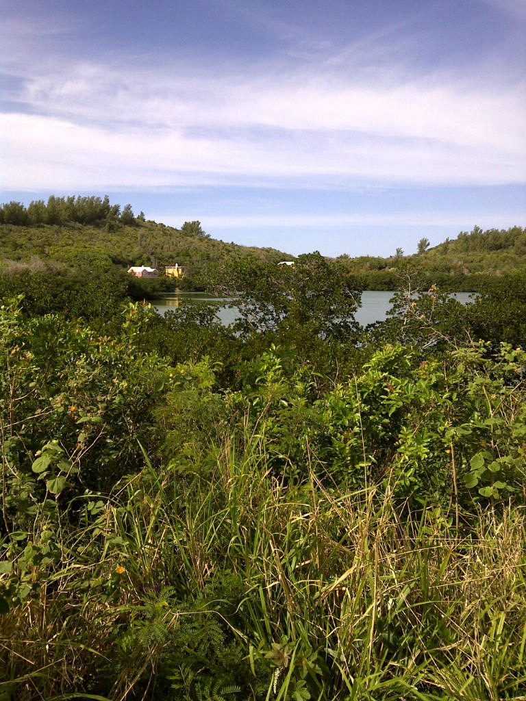 Mangrove Lake