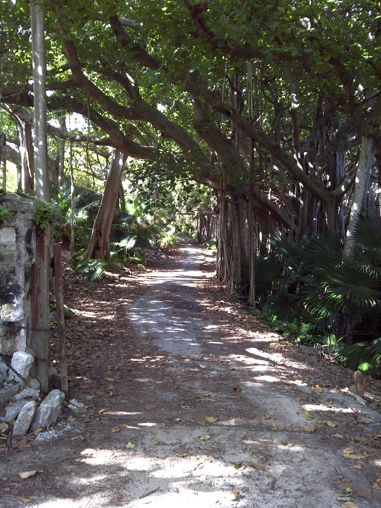 Banyan Trees
