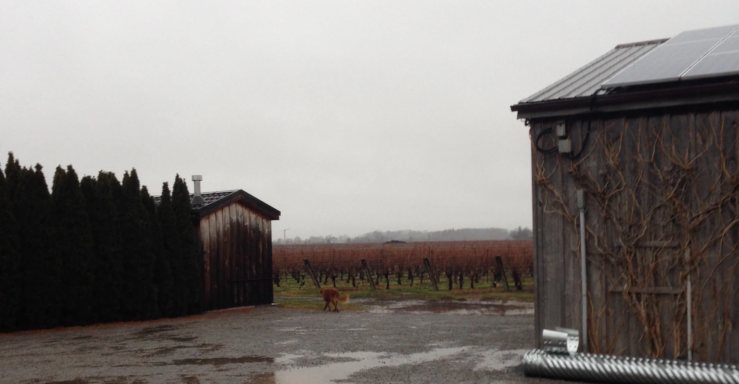 Failing at Jung's admonishment, "Do not be greedy to gobble up the fruits of foreign fields. Do you not know that you yourselves are the fertile acre which bears everything that avails you?" while picking up icewine juice in Niagara-on-the-Lake, Canada.
