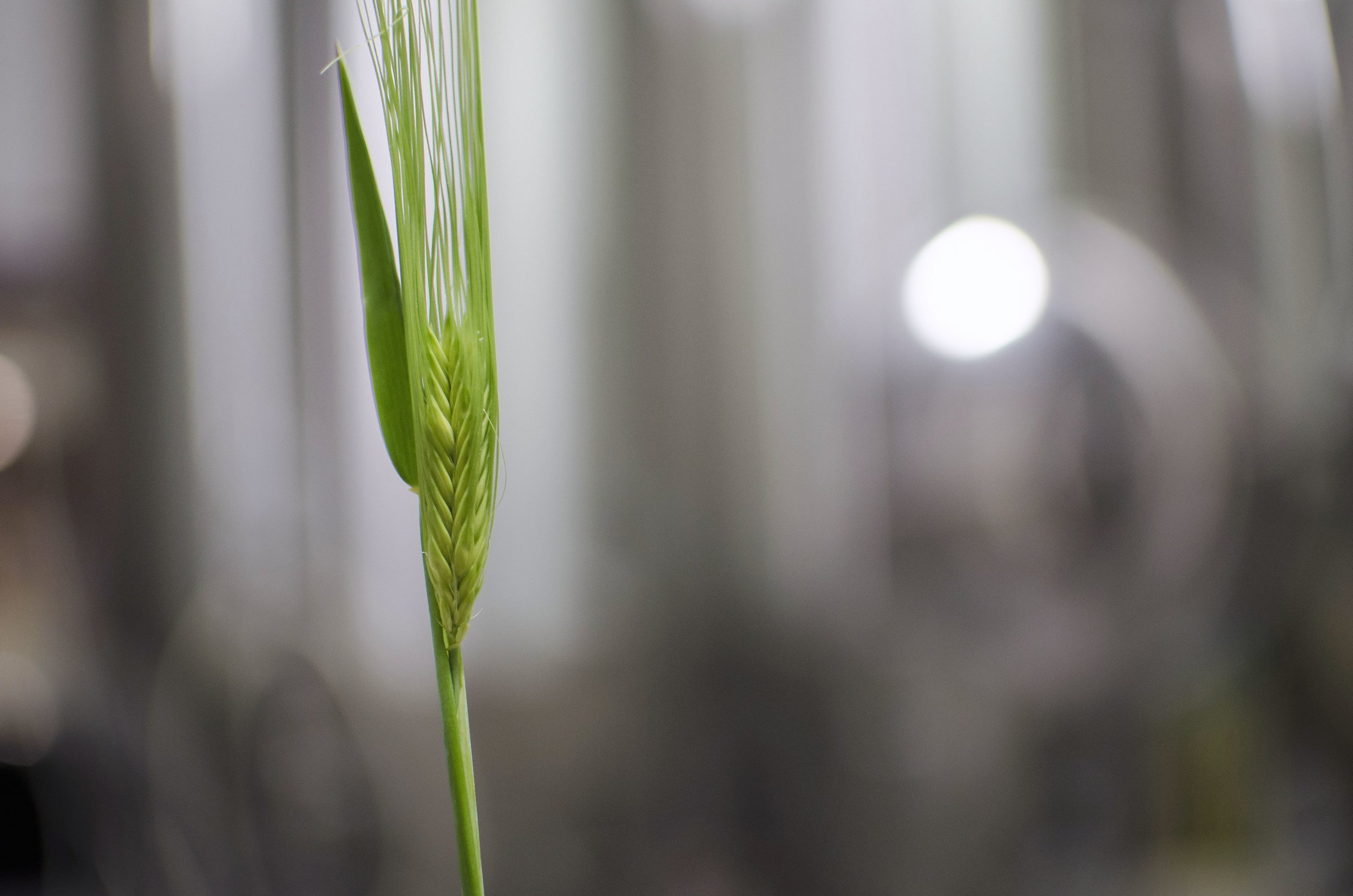 On the midday side-trip to pick up our emergency hop supply from Rabbit Hill Farms, it was discovered that this year's barley heads had emerged.