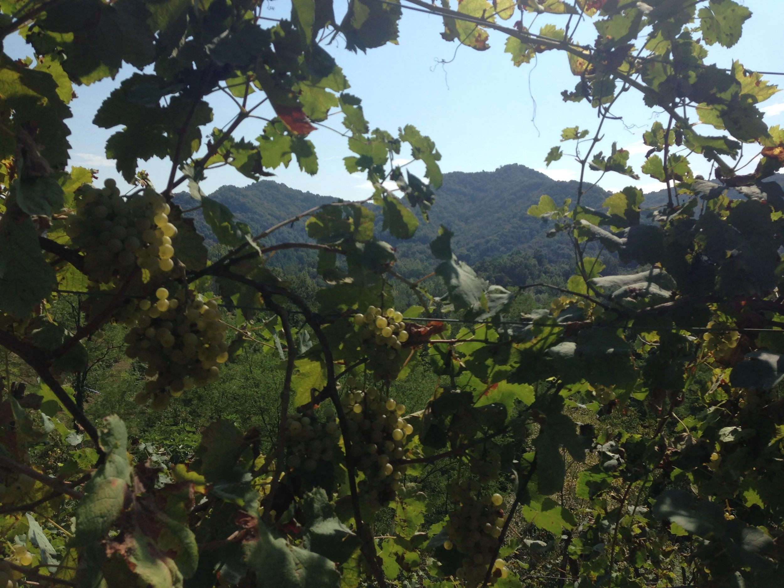 "No irrigation. The vines need to work."