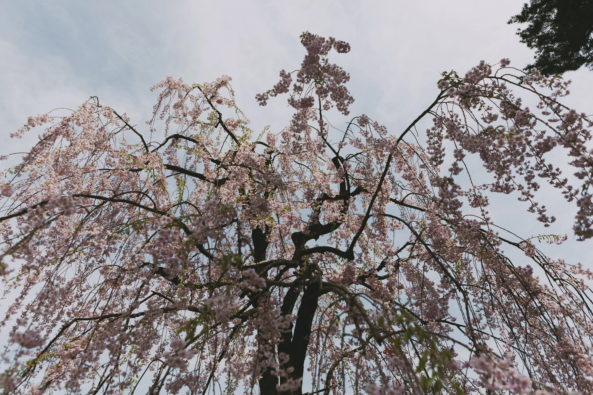 6 Things To Do in Aomori | Aomori Prefecture, Japan