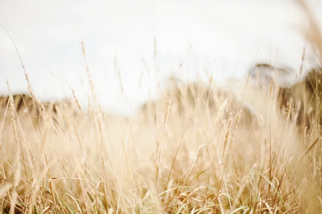 meadow / lookbook sneak peek