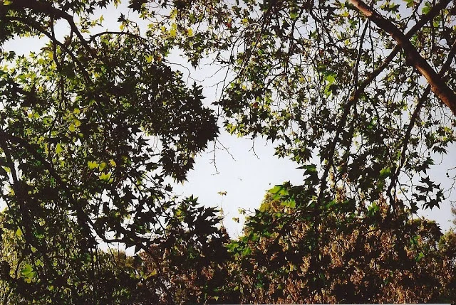 film roll: apple of my eye