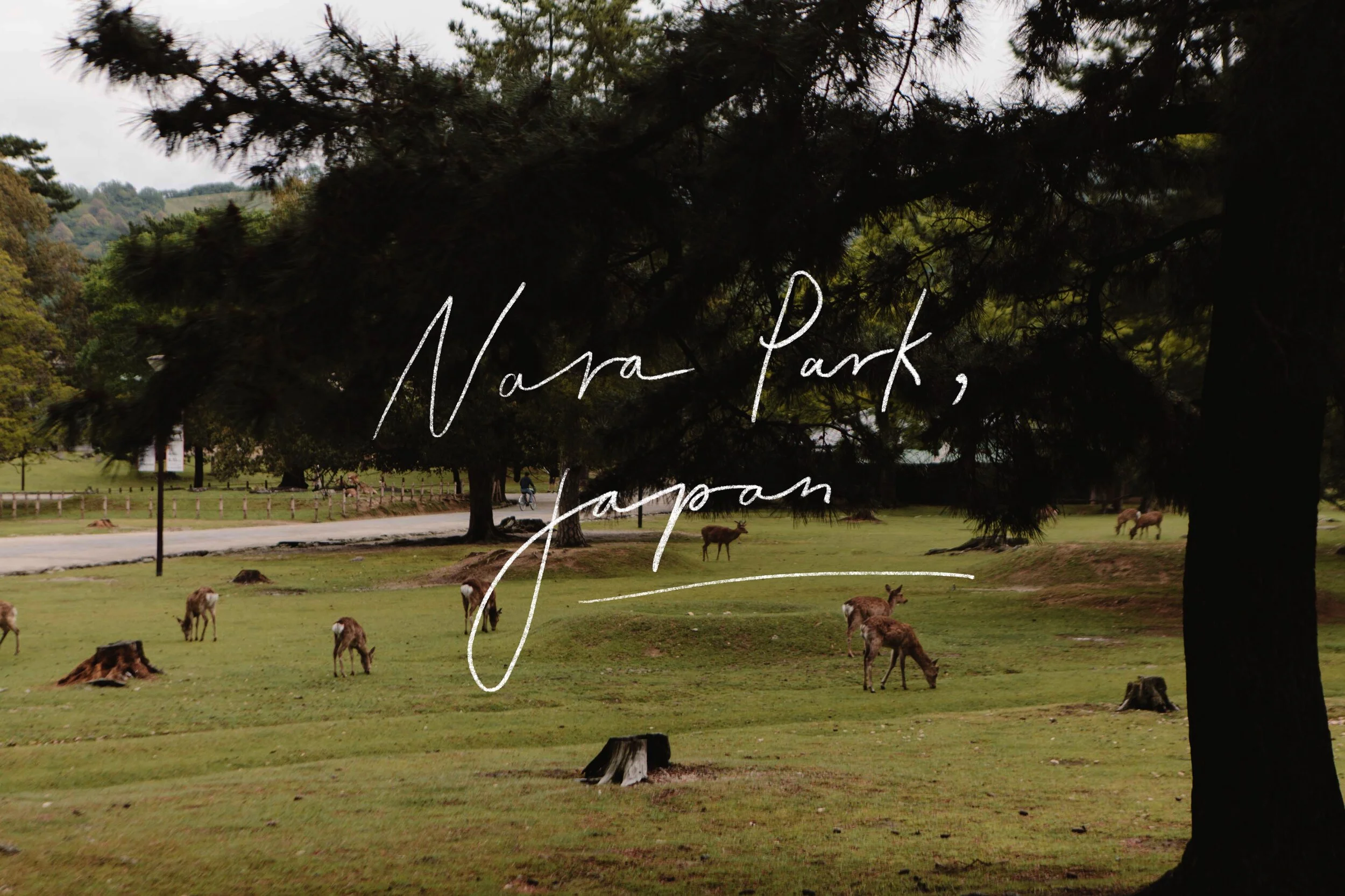 Feeding Deers in Nara Park, Japan