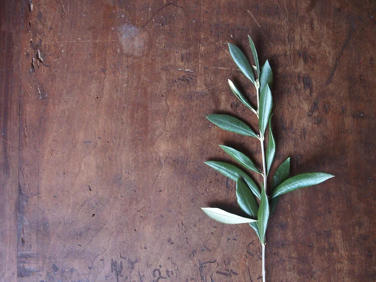 An olive branch with fresh green leaves