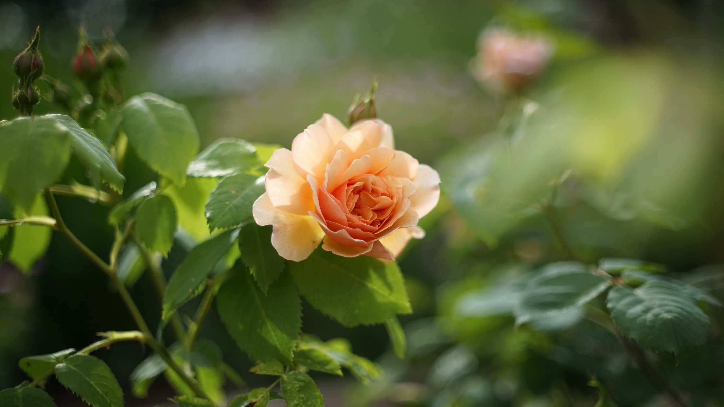 DSC07446.JPG