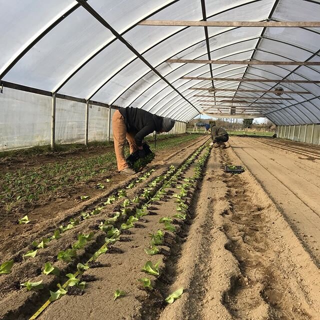 Neil, Kristen and Baby D putting in the first round of lettuce. #shoutout #mamatobe #rockingit