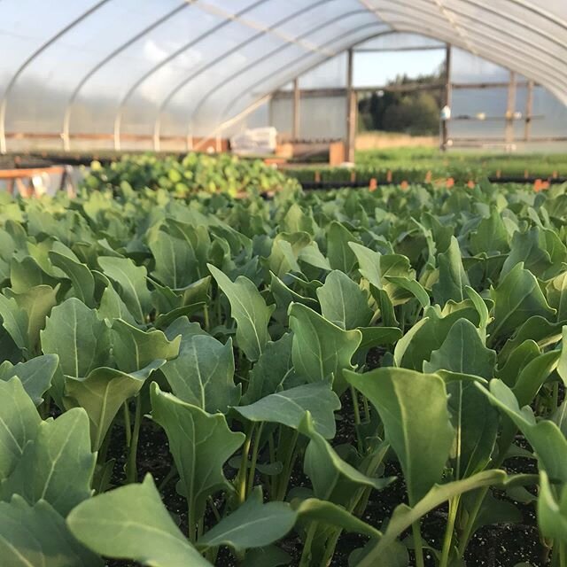 Hi friends, 
We are still here. We are still farming. Restaurant and farmers market closures have significantly impacted us, but there will be vegetables. We are working on new ways to distribute food this season and will be sharing those ways soon. 