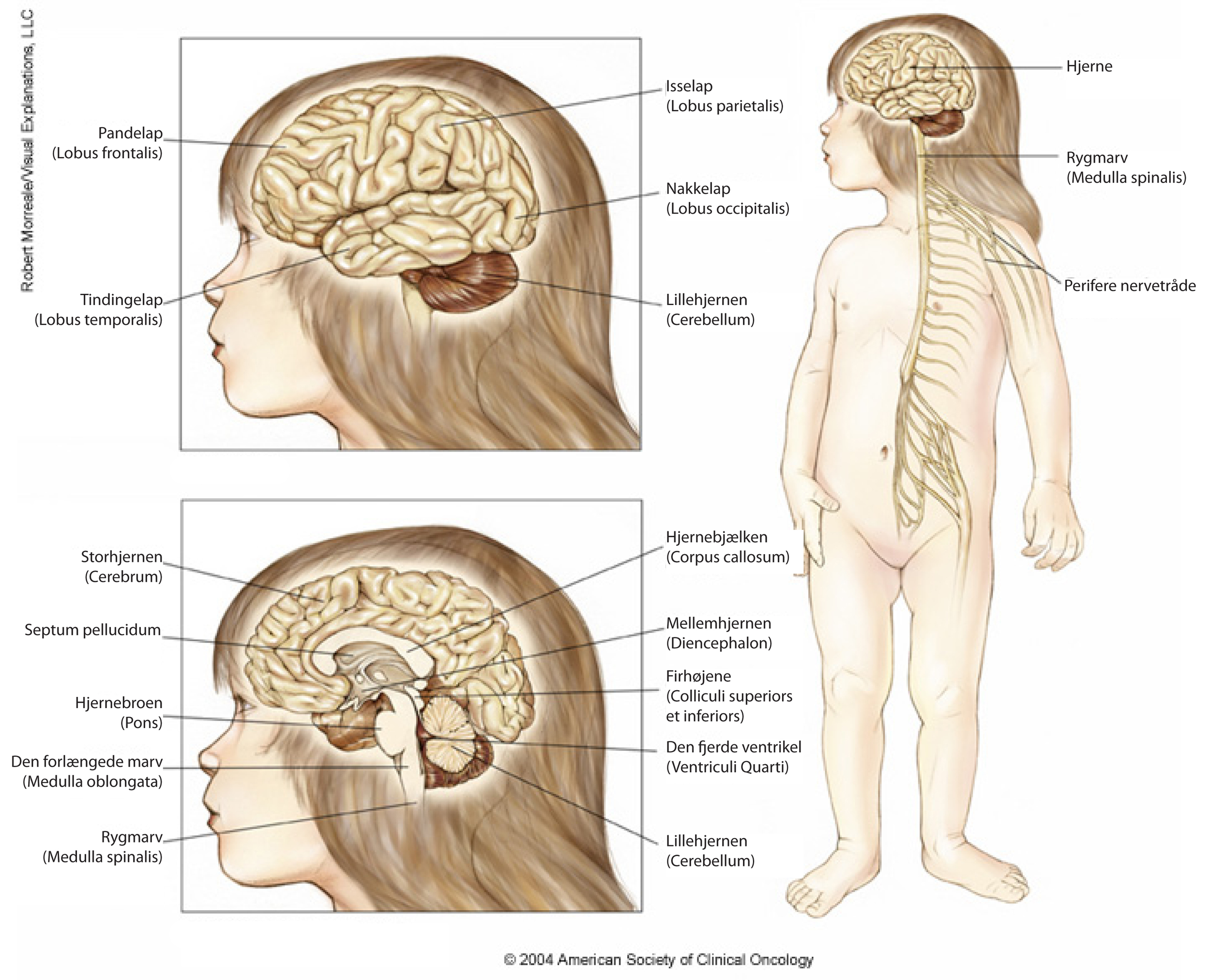 Центральная нервная система новорожденного. Нервная система ребенка. Головной мозг ребенка. Центральная нервная система ребенка. ЦНС головной мозг.
