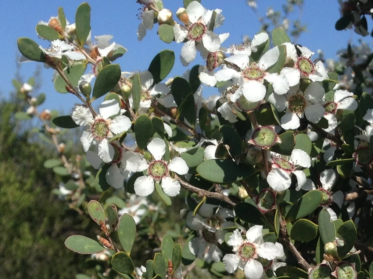 TEA TREE — Portsea Estate Nursery