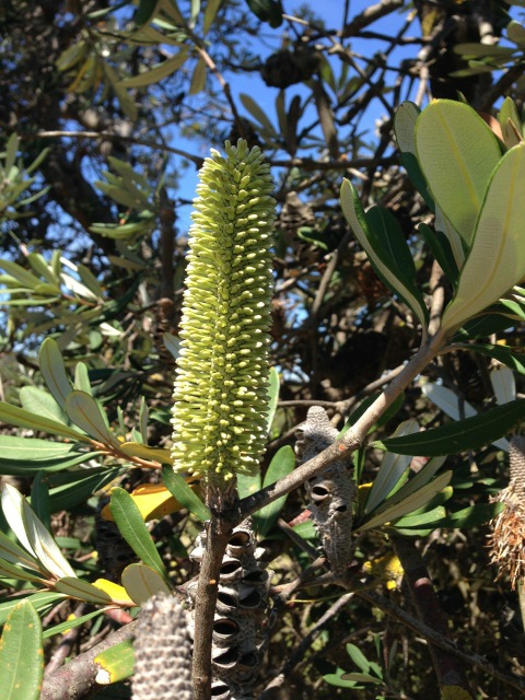 Close up Banksia flowering