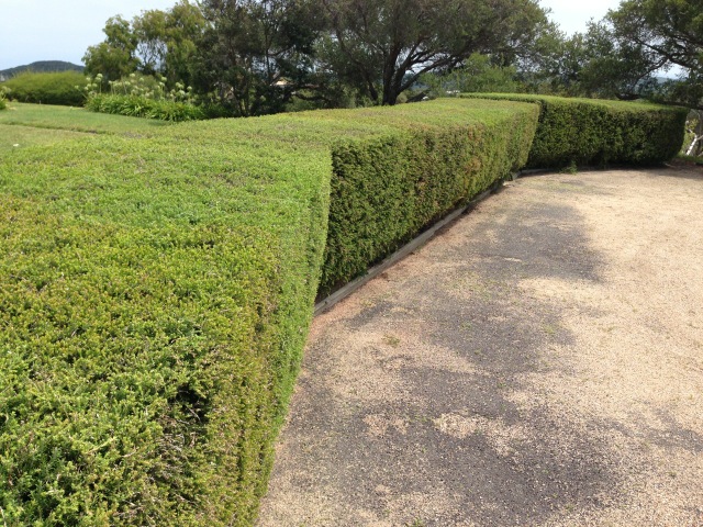 Mature Moonah Hedge