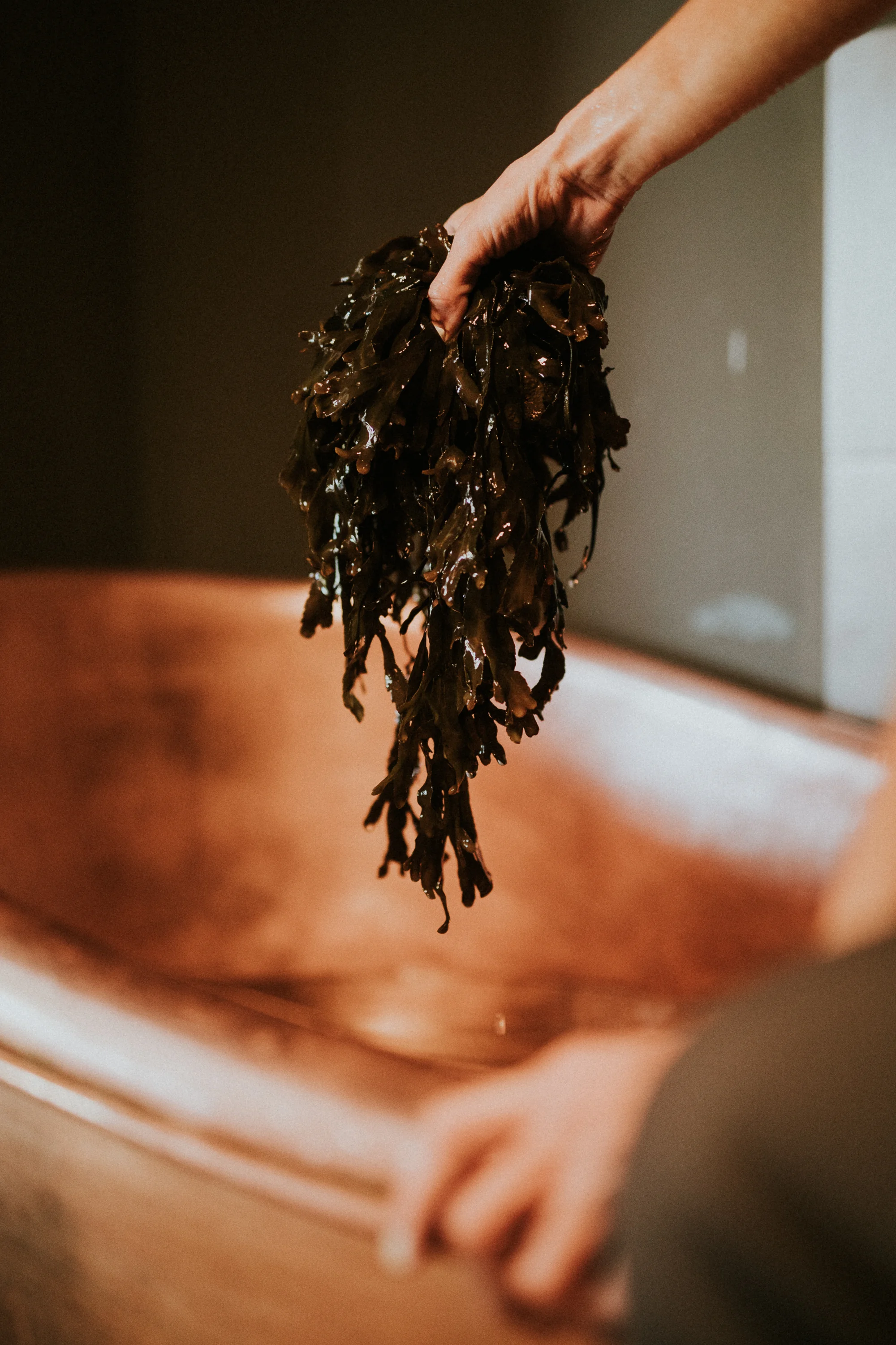 seaweed.jpg