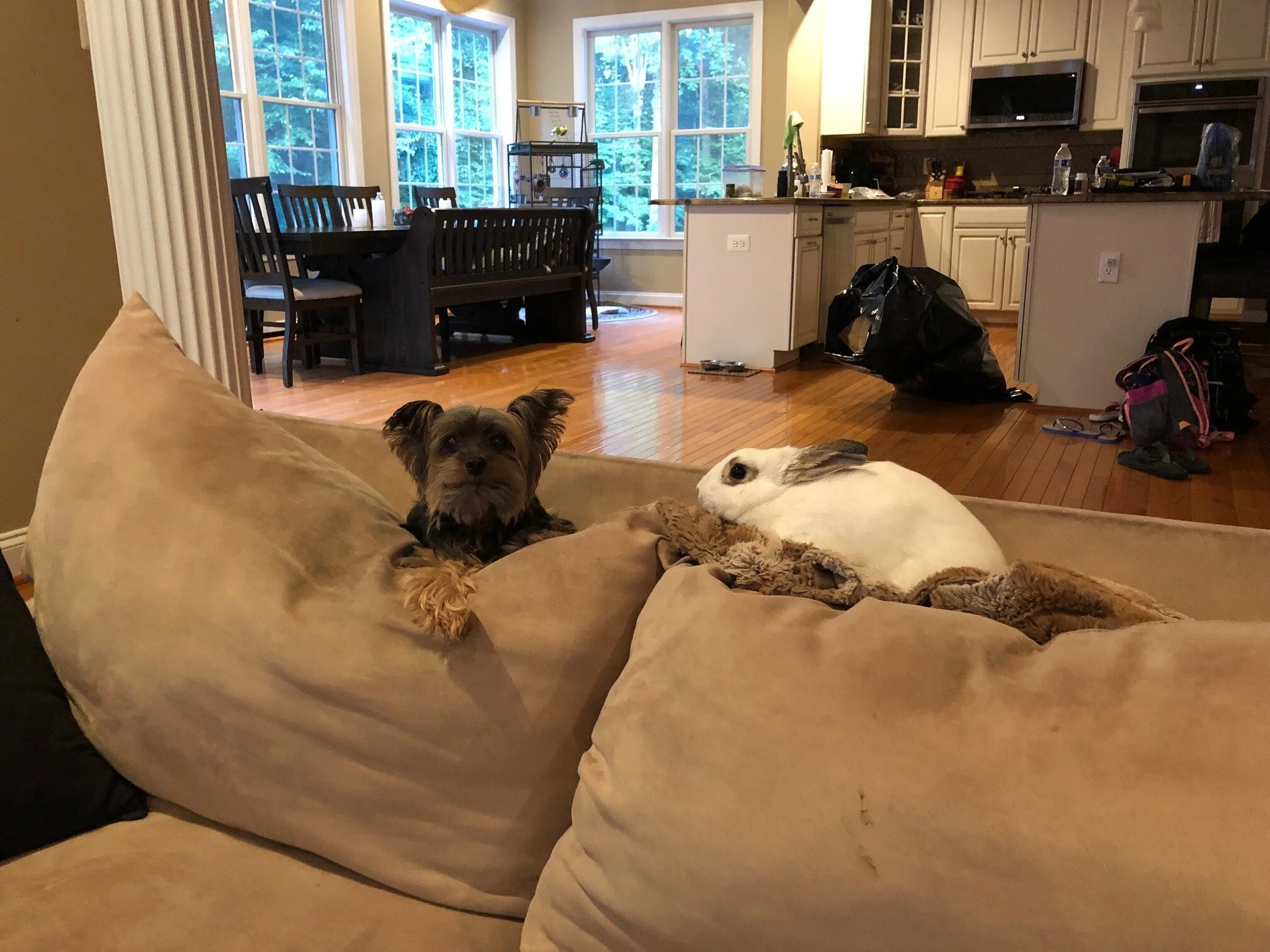 Petra (bunny) is right at home with her new canine pal <3