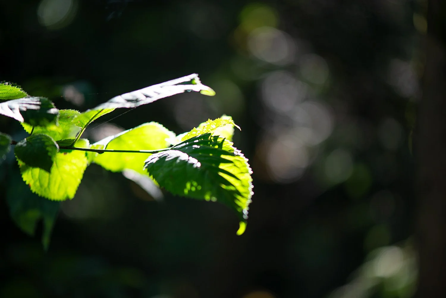 Waldgenuss_DSC4388_web.jpg