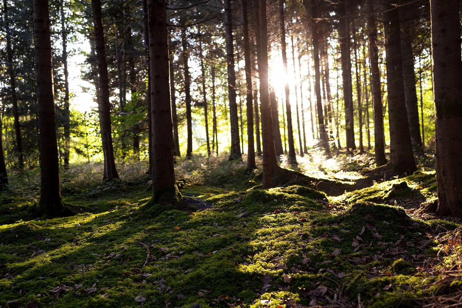 Waldgenuss_GZ72364_web.jpg