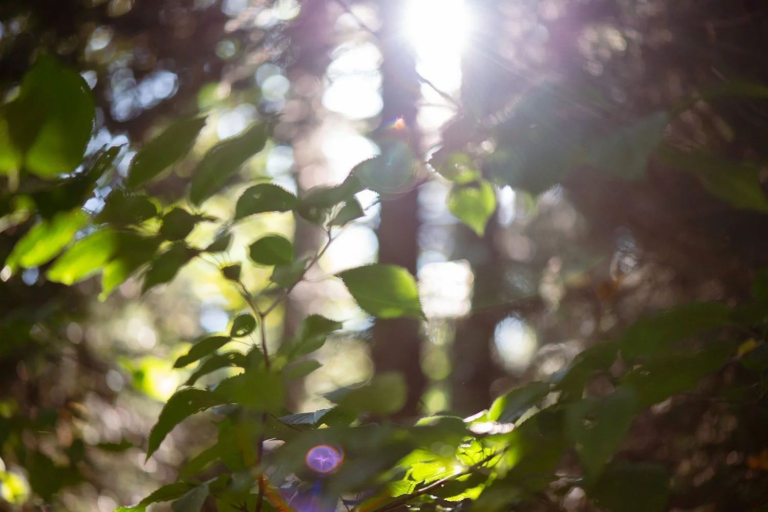 Waldgenuss_DSC4422_web.jpg
