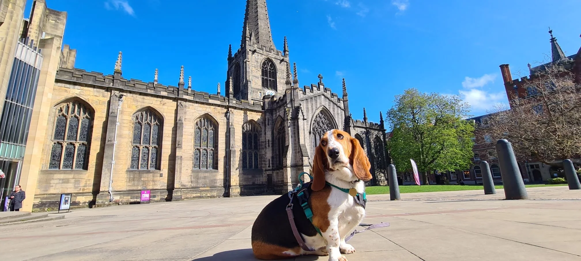 Sheffield’s Sold-Out Dog Calendar Competition Returns Bigger Than Ever