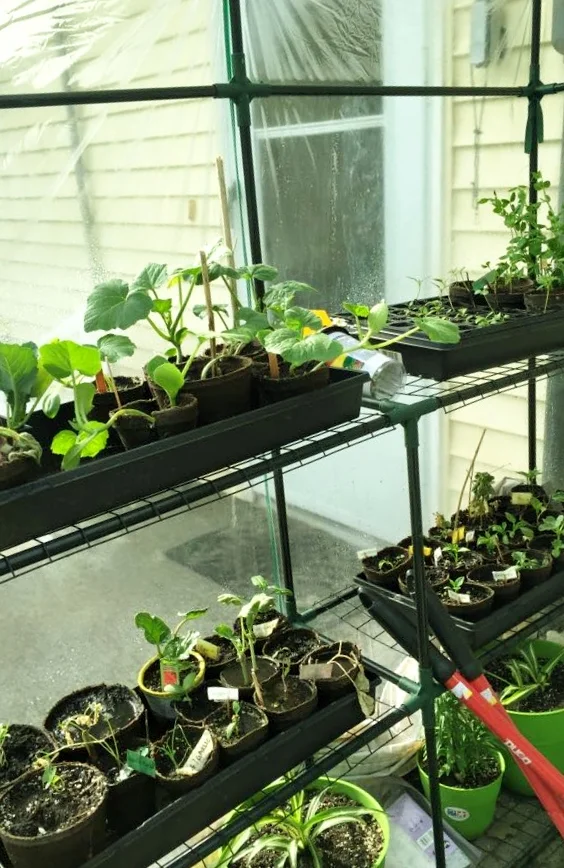 newplants.jpg