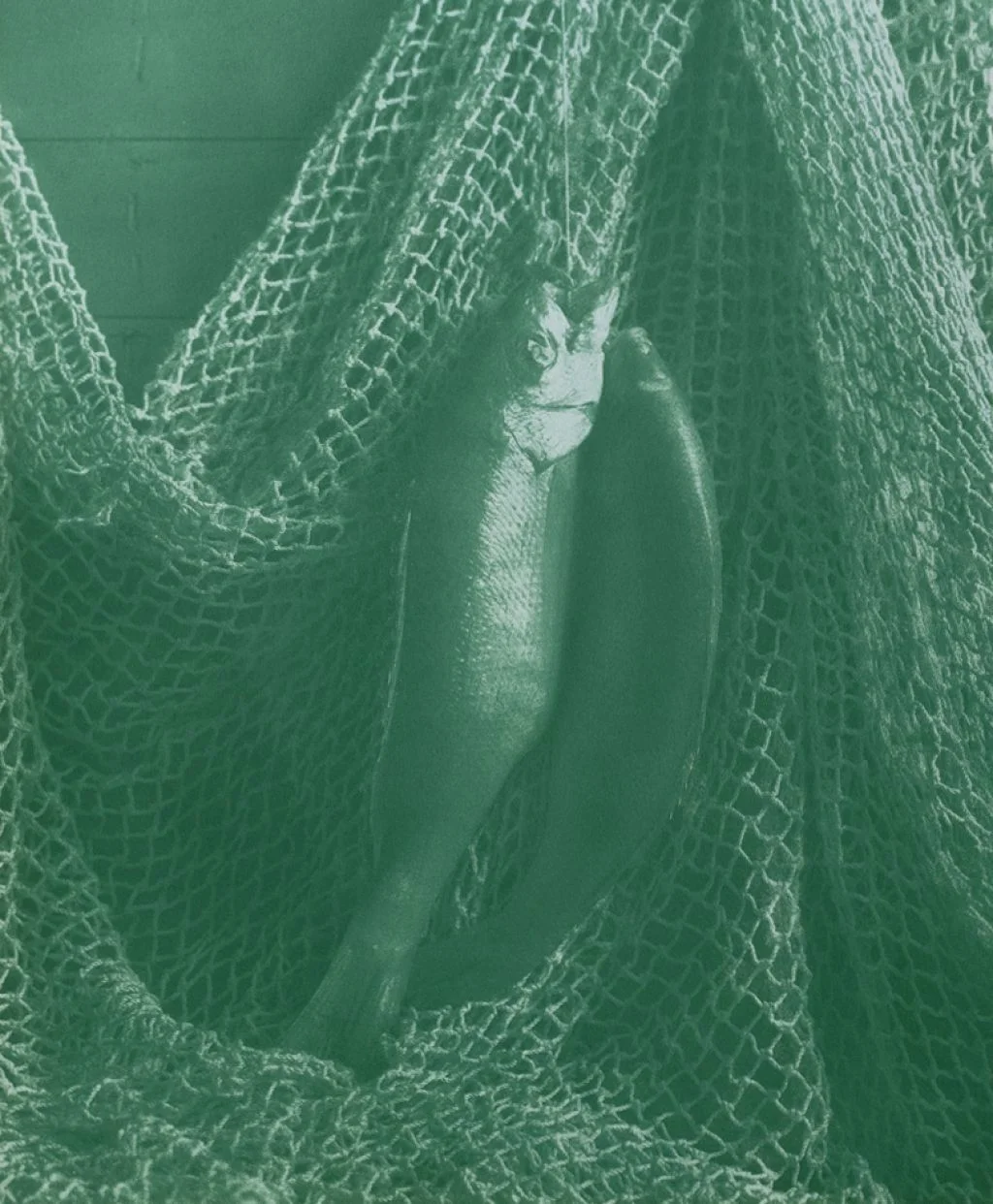 The Flesh of Fish Used as Food, 1915 , 24 x 20 inches, gum bichromate print, 1991