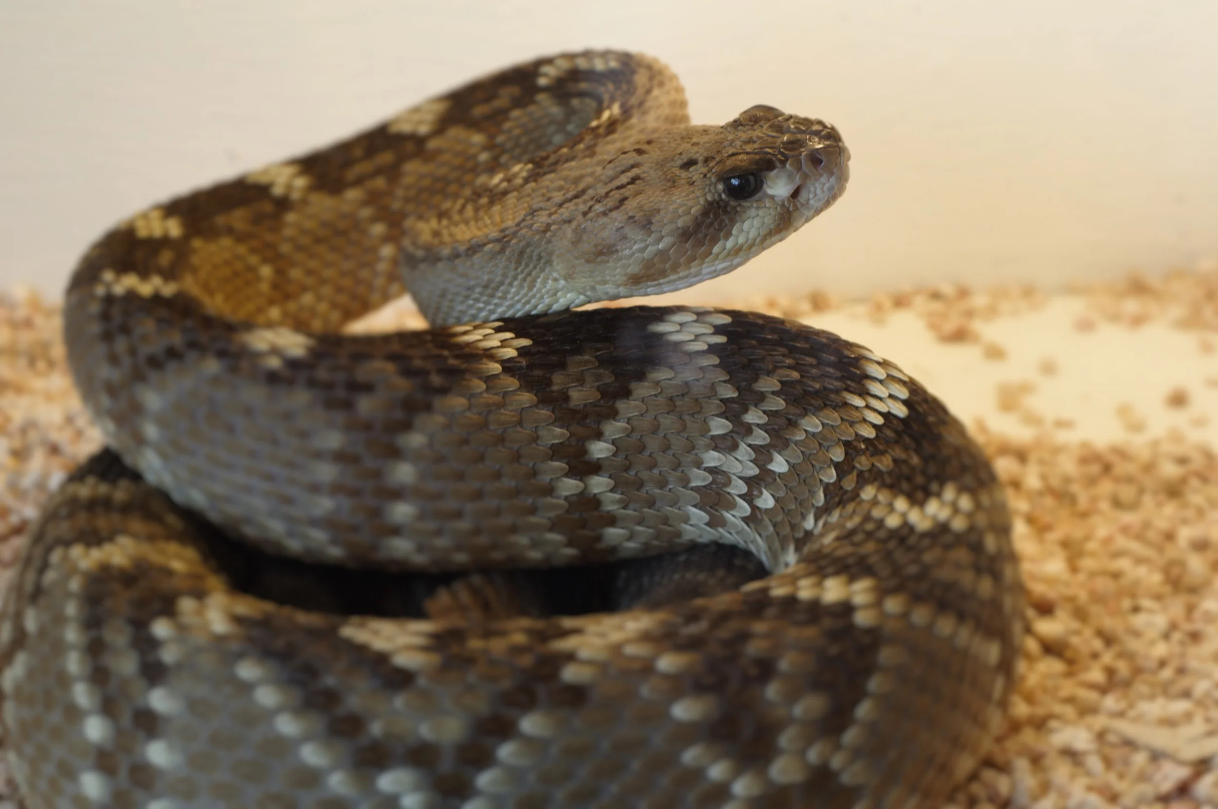 FFFun with FFTs (and Have-Done List Catch-up)