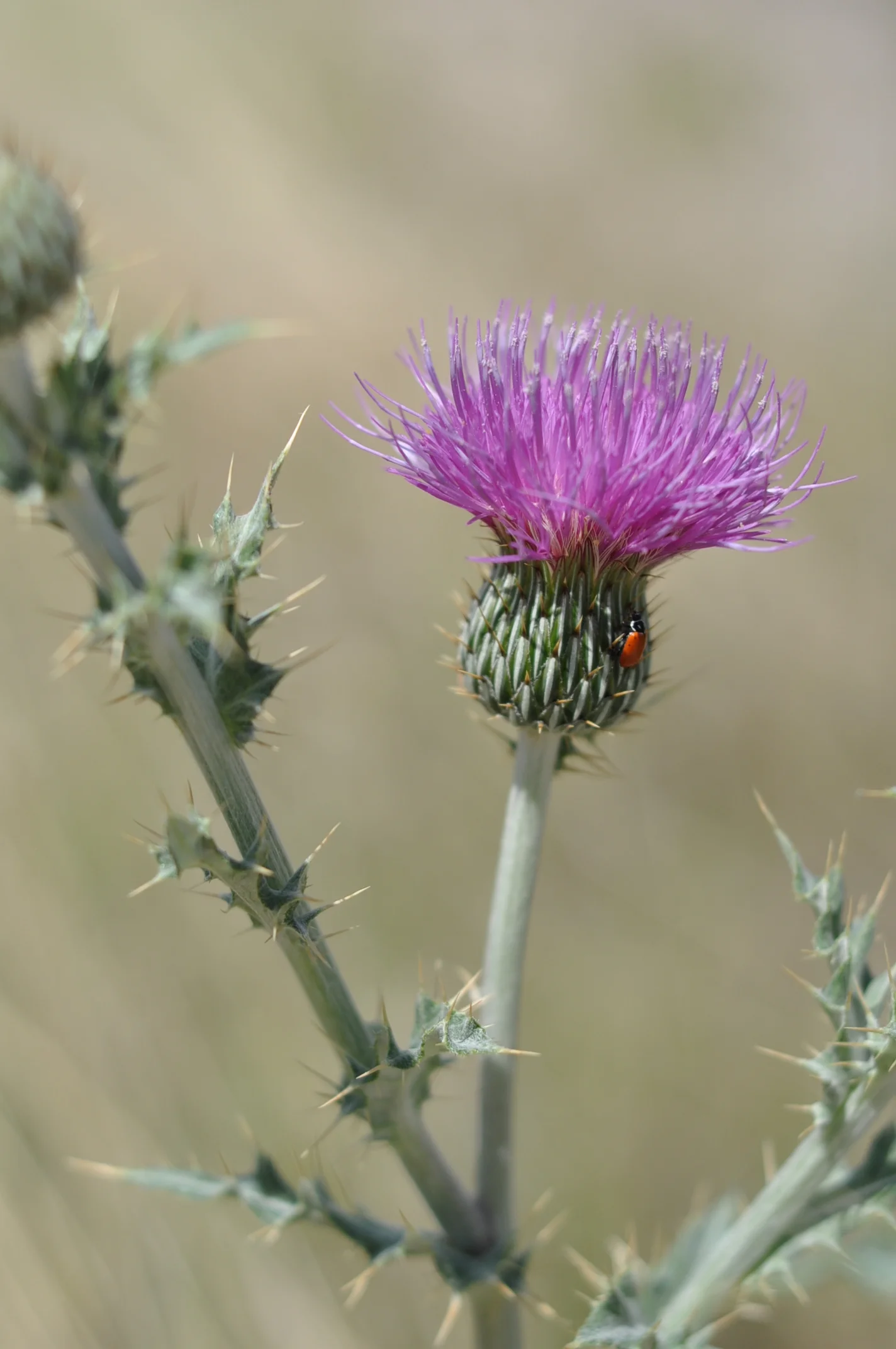 Hyper-Redundancy and Gophers