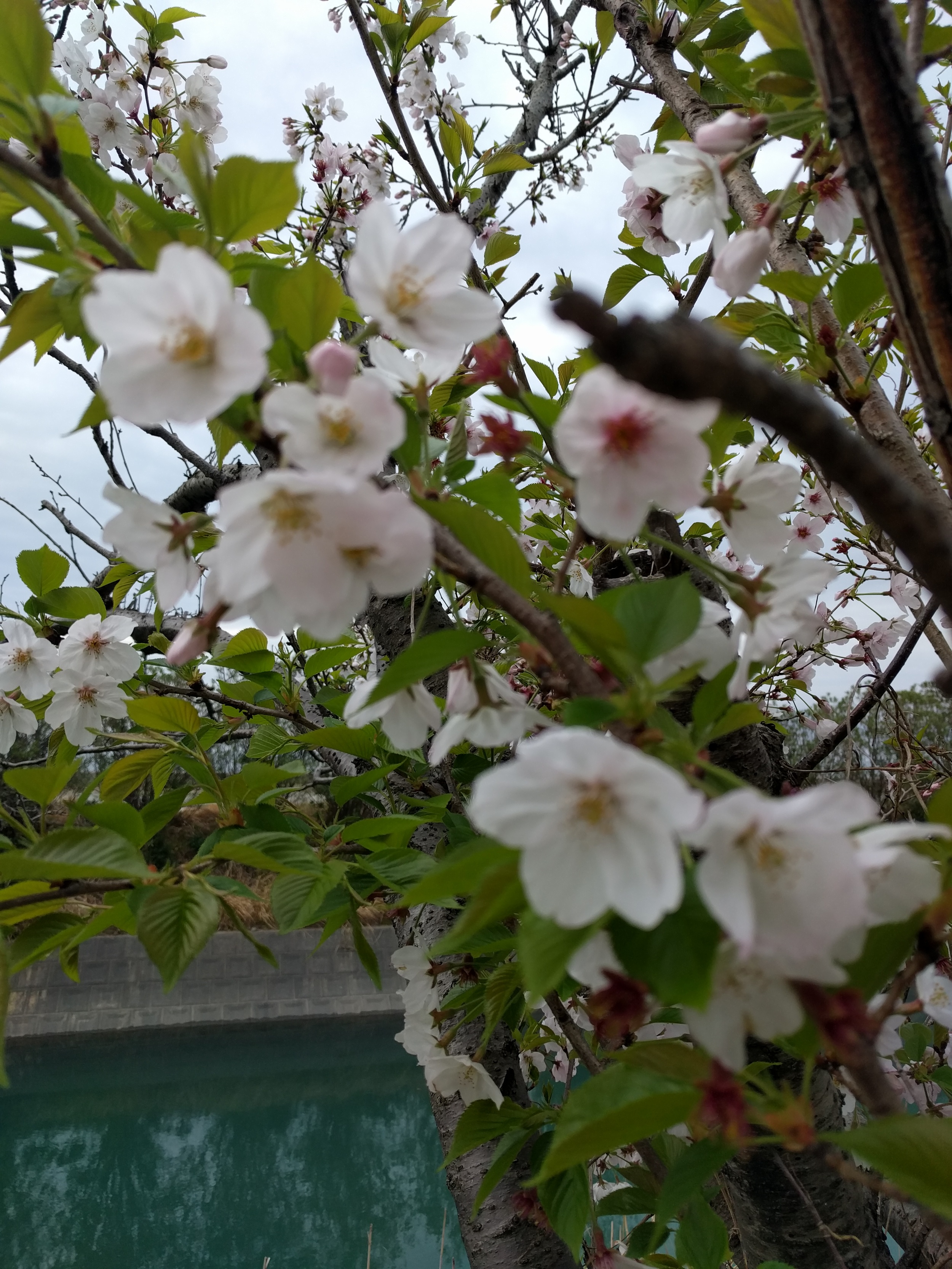 IMG_20160406_090151.jpg