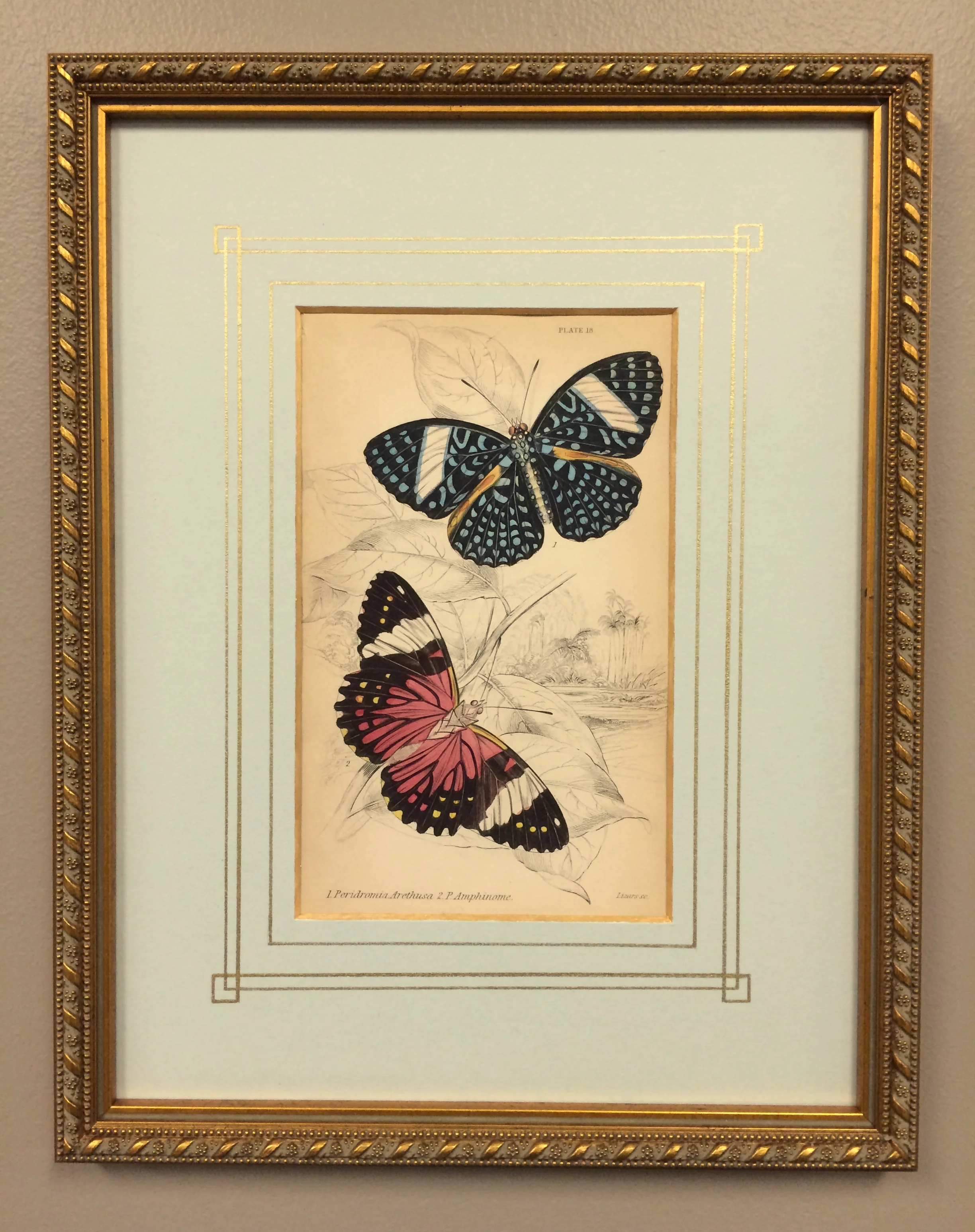 Butterfly.jpg