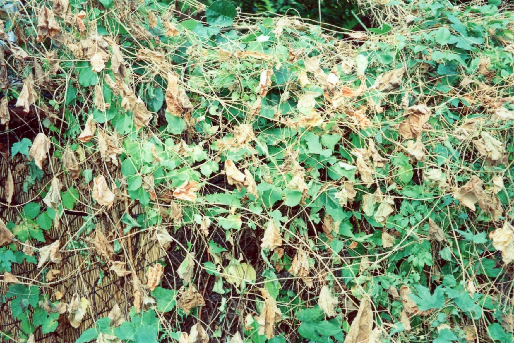 img059.jpg