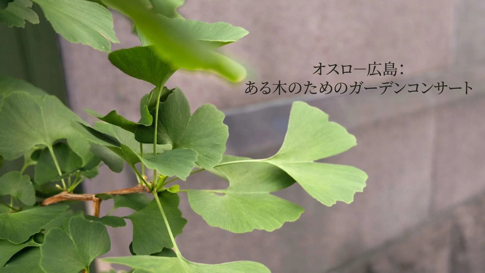 Oslo – Hiroshima: Hagekonsert for et tre 