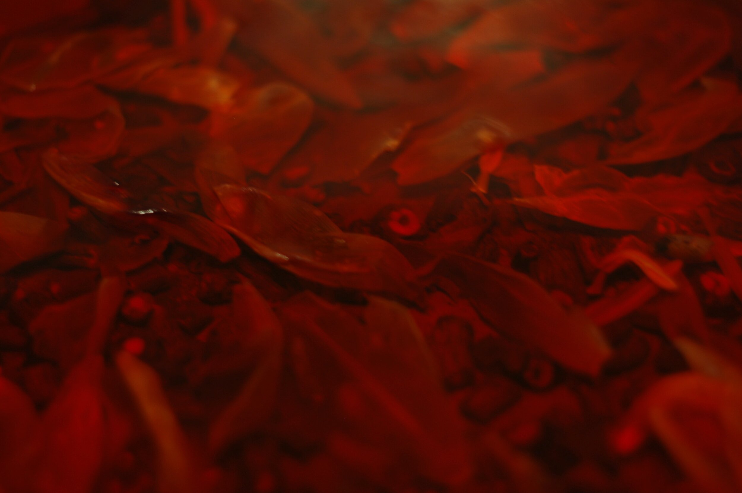 DSC_0149.jpeg
