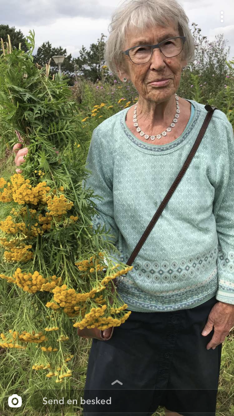 Det er godt med plantefarvningshjælpere. Her har min mormor samlet rejnfan