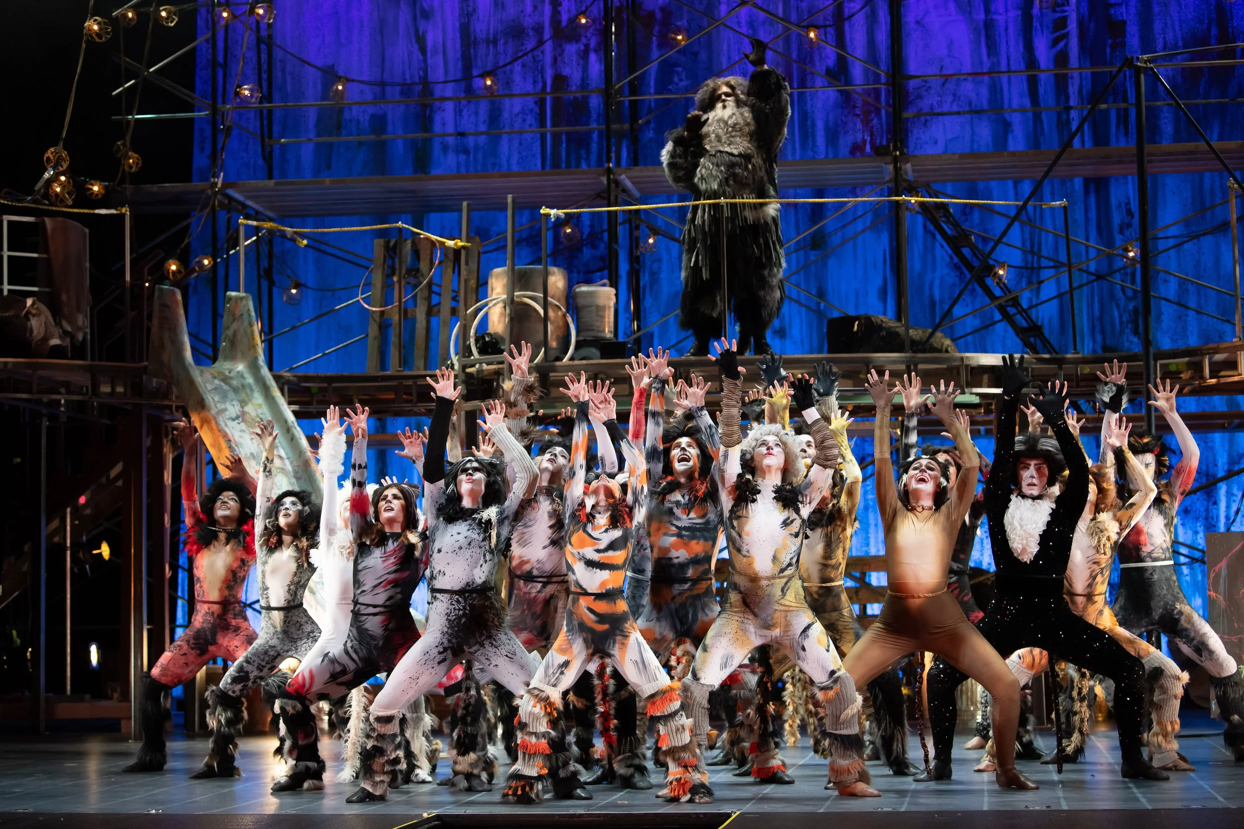 CATS-218.jpg