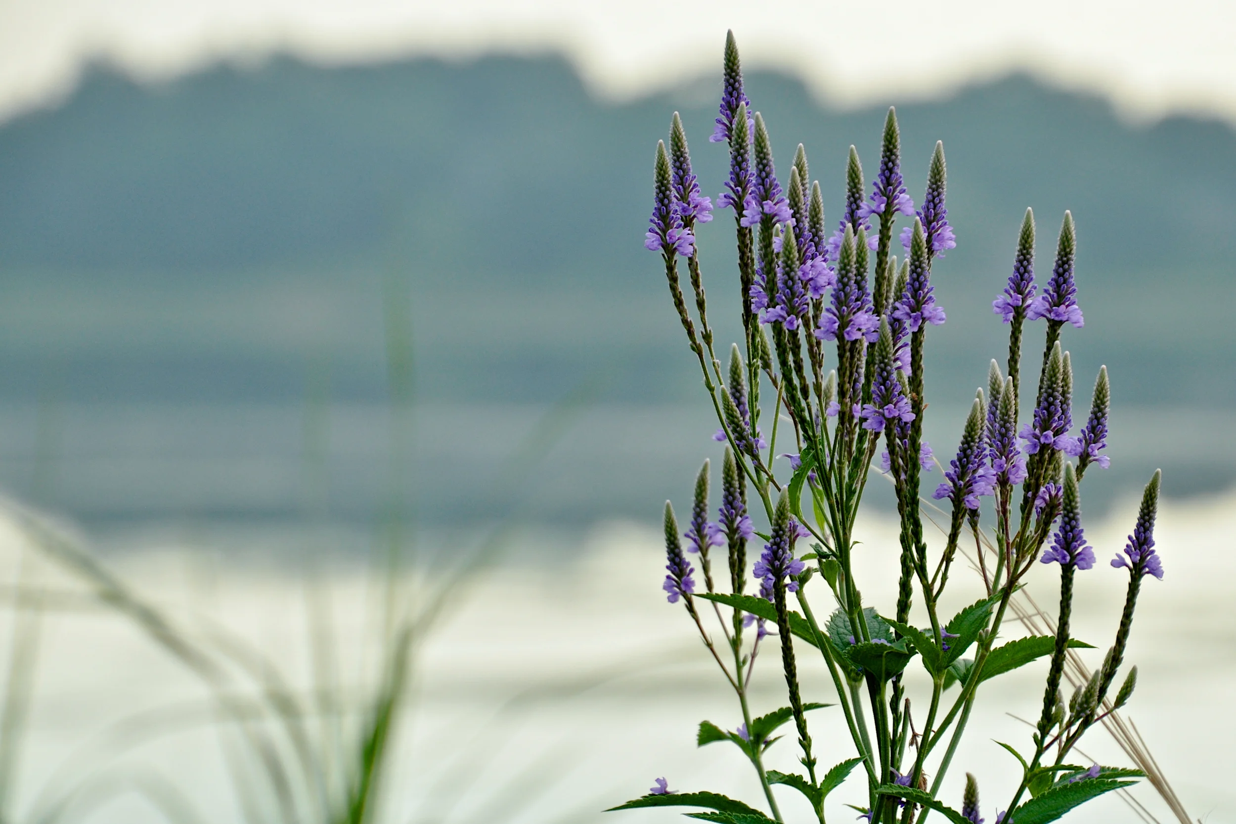 Lakeside - 2014-07-27 at 06-57-01.jpg