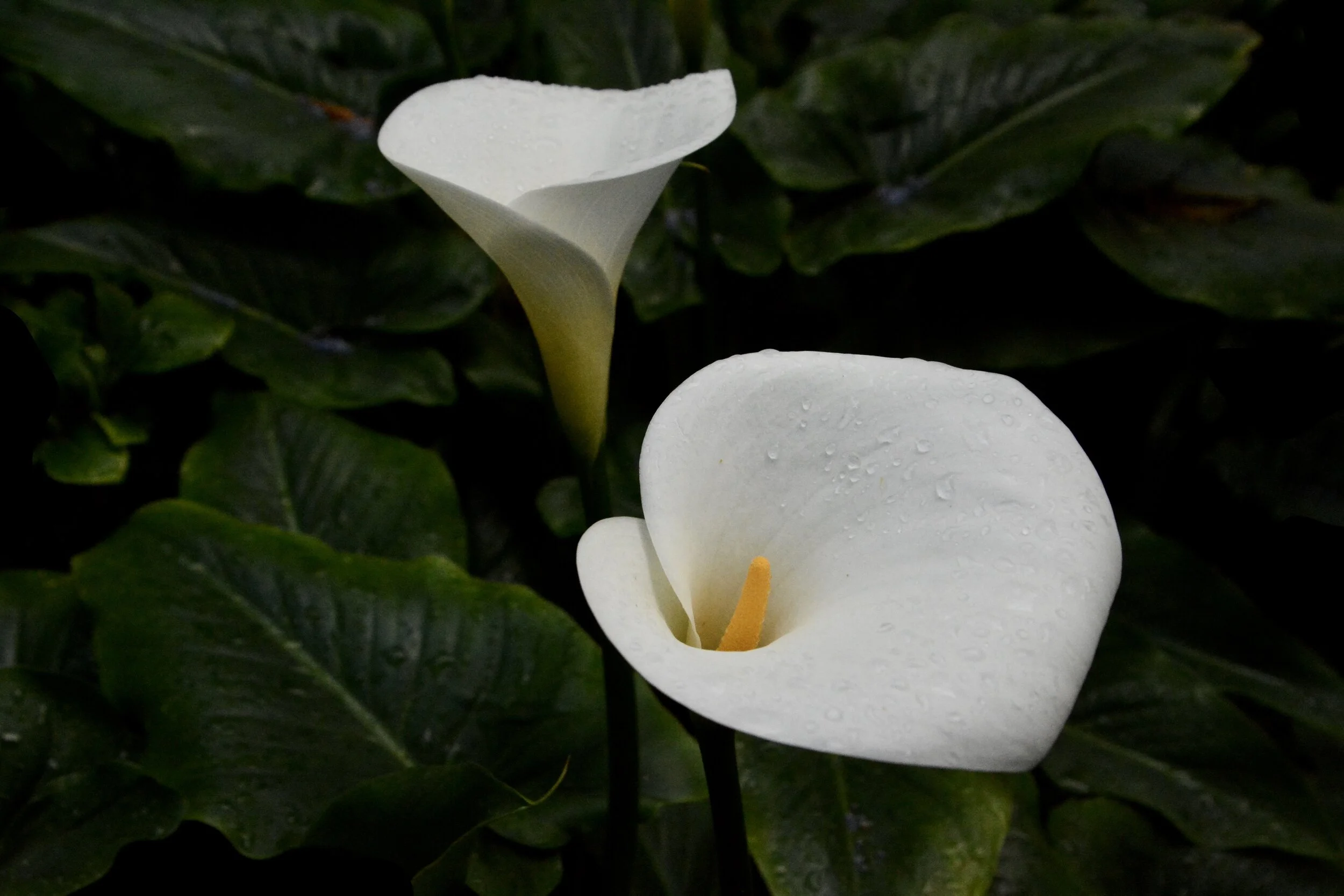 Day 1: “The rain has stopped” (March 17, 2020)