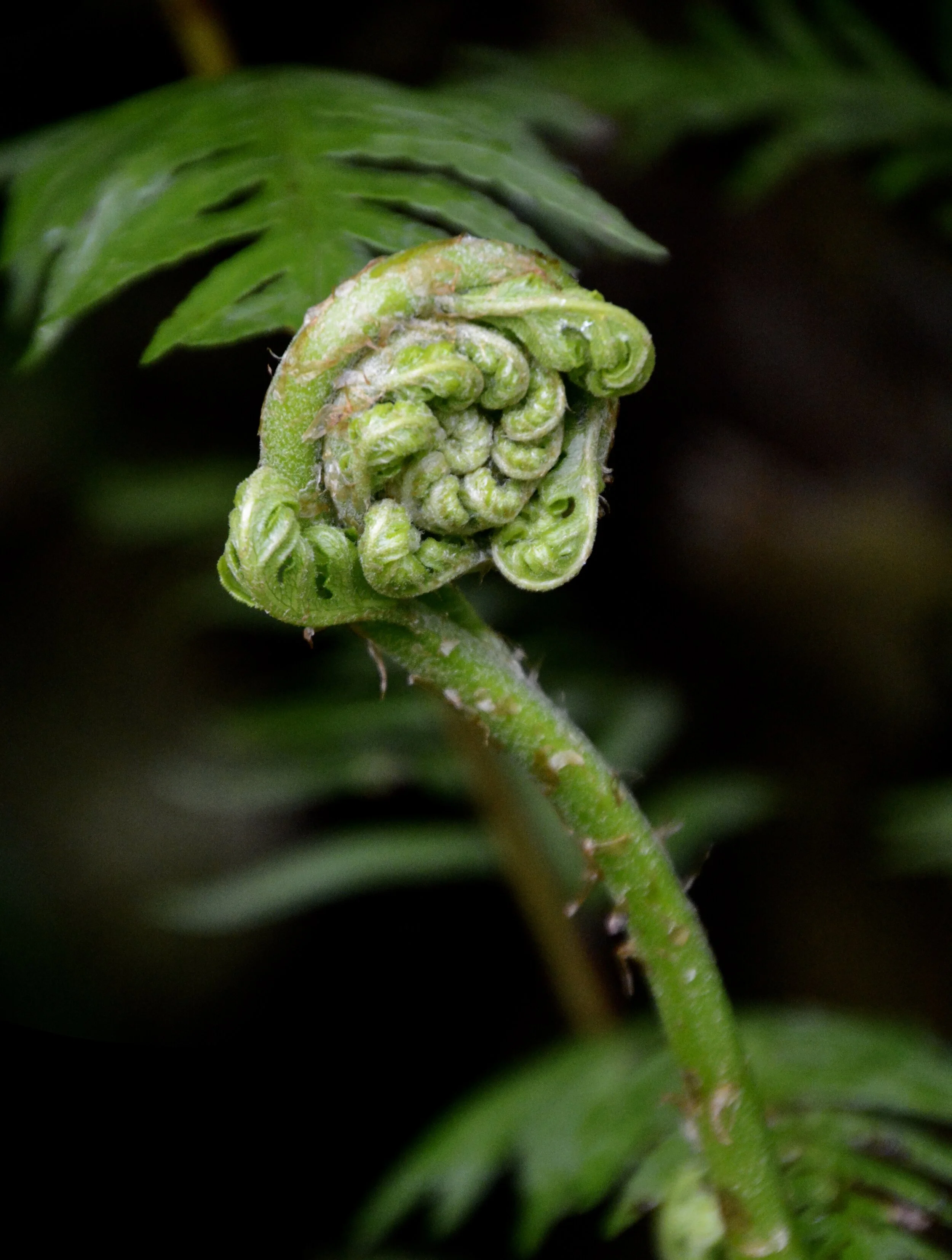 Day 2: Optimism (March 18, 2020)